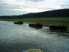 2002-hessischer-lc3b6we-fliege-032