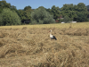 2025-grand-crossings-hameln-de-vries-203